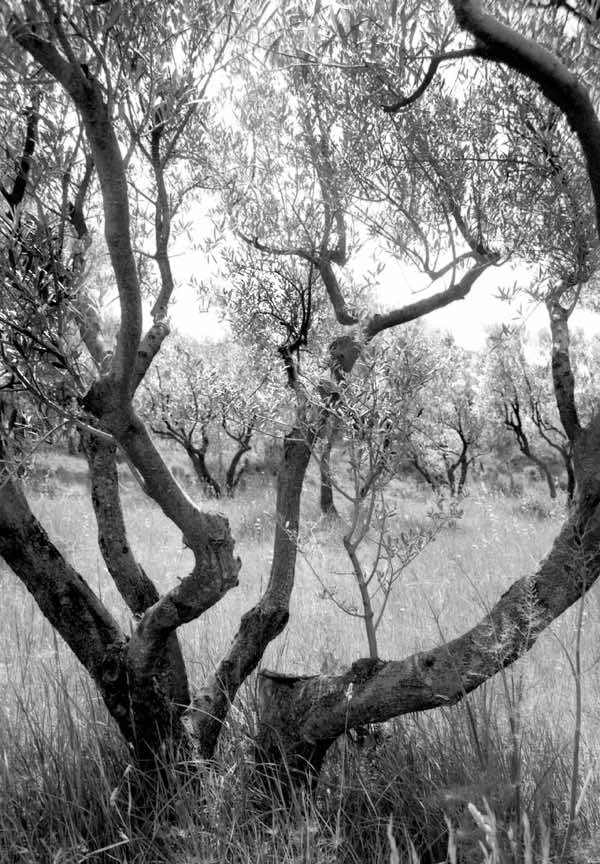 Marie VIDAL - auteure photographe artiste - Fontfroide - olivier chemin aragon